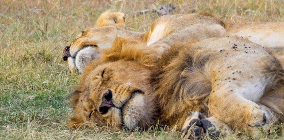 Afternoon Nap / Serengeti / Tanzania