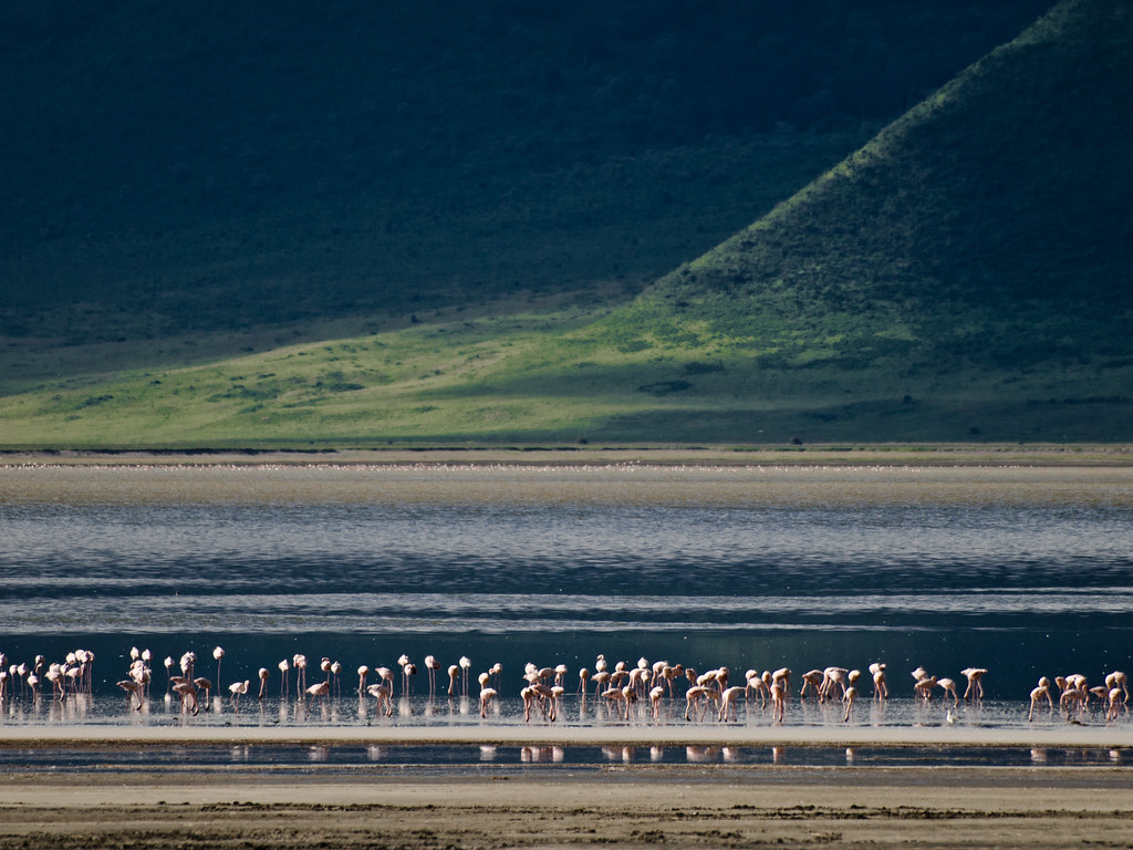 Flamingoes in the Ngorongoro Crater