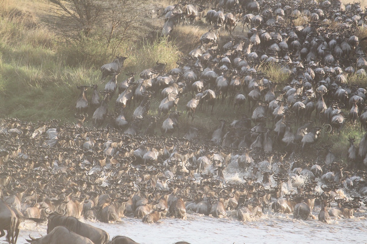 great migration africa animal 1021460