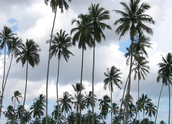 Spice farm, Zanzibar