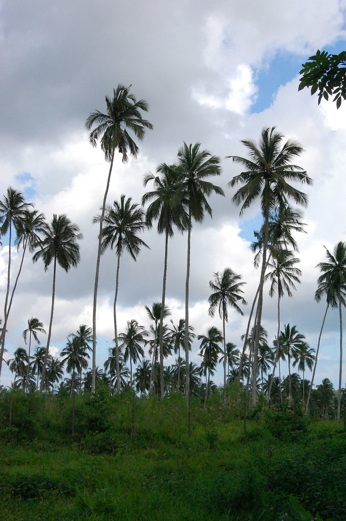 Spice farm, Zanzibar