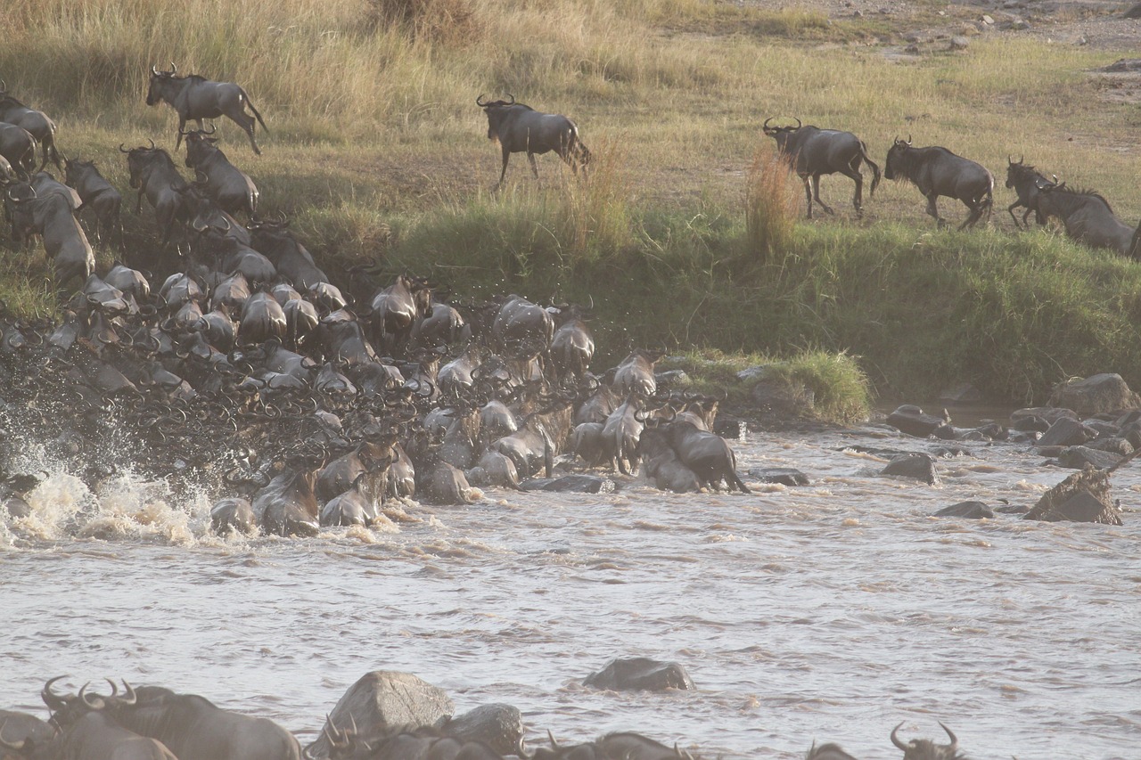 wildebeest migration great migration 2322111