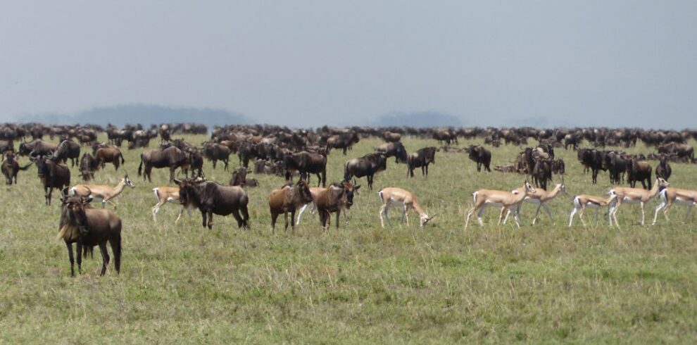 Great migration in the Serengeti