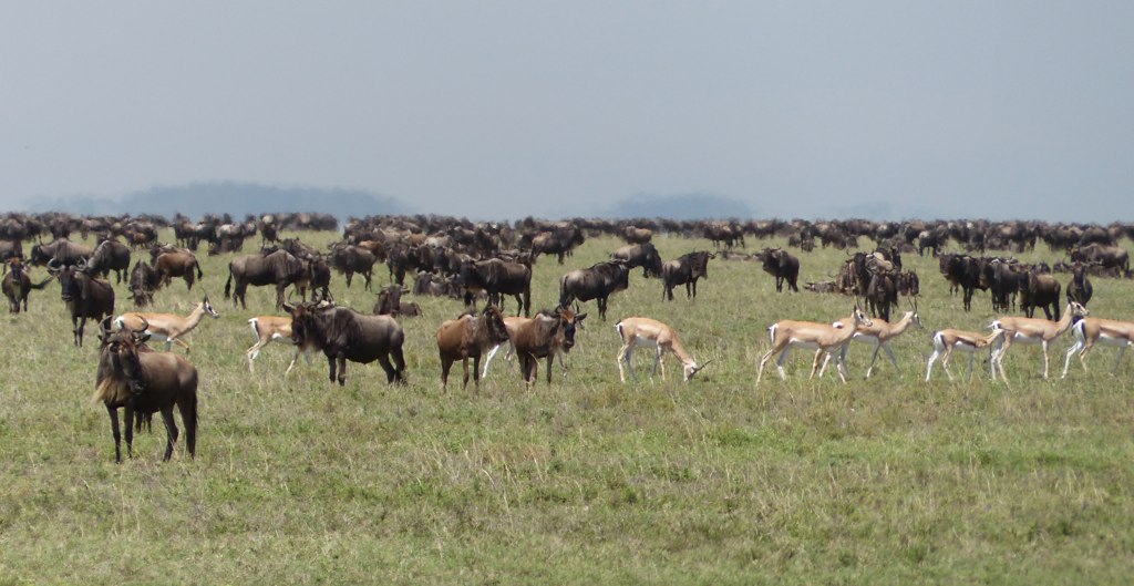 Great migration in the Serengeti