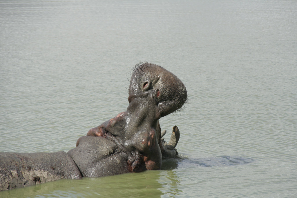 Hippopotamus - Mikumi National Park, Tanzania