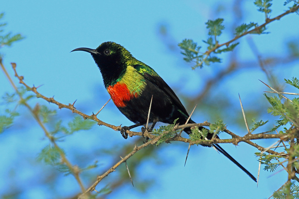 Beautiful Sunbird, Tarangire, Tanzania