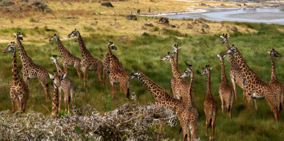 File:Giraffes Arusha Tanzania.jpg