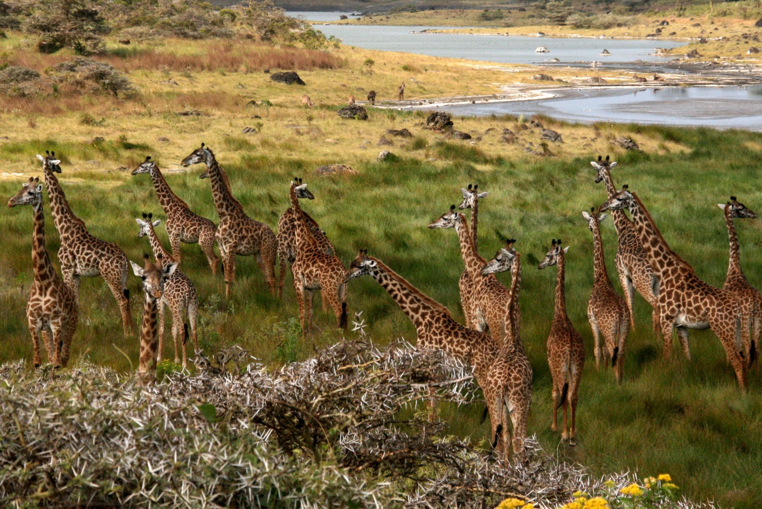 File:Giraffes Arusha Tanzania.jpg