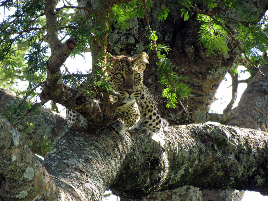 Leopard in tree - Serengeti National Park safari - Tanzania, Africa