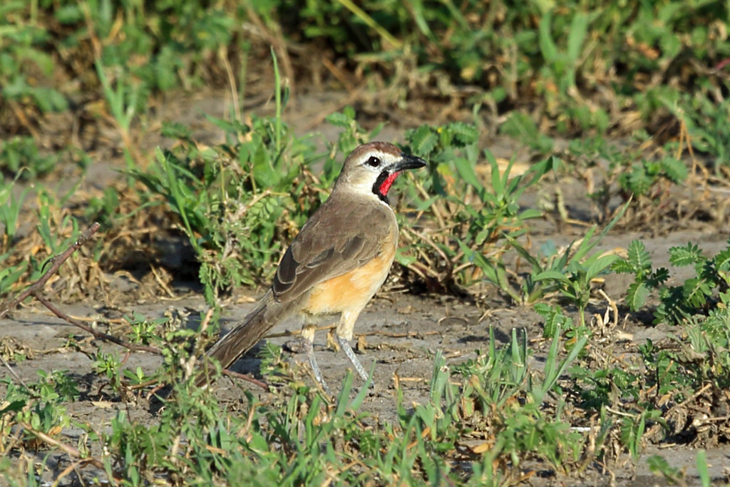 Rosy-patched Bushshrike, Tarangire, Tanzania