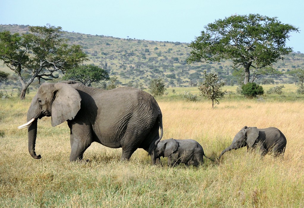 Tanzania (Serengeti National Park) Baby elaphants follow their mum