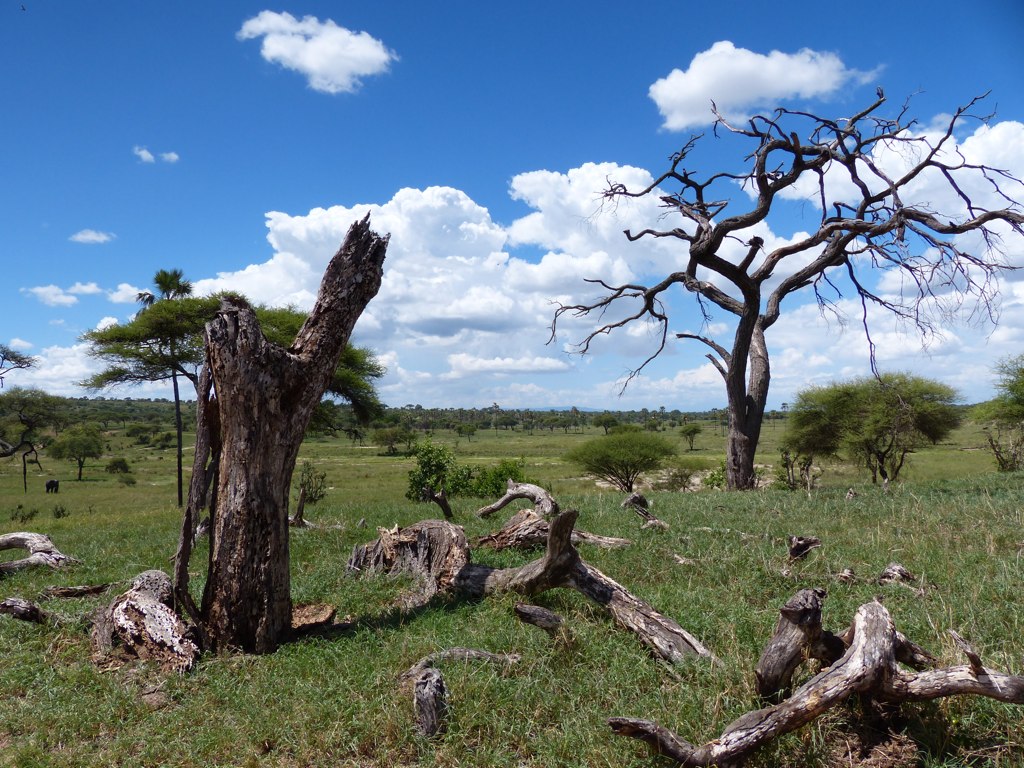 Tarangire landscape