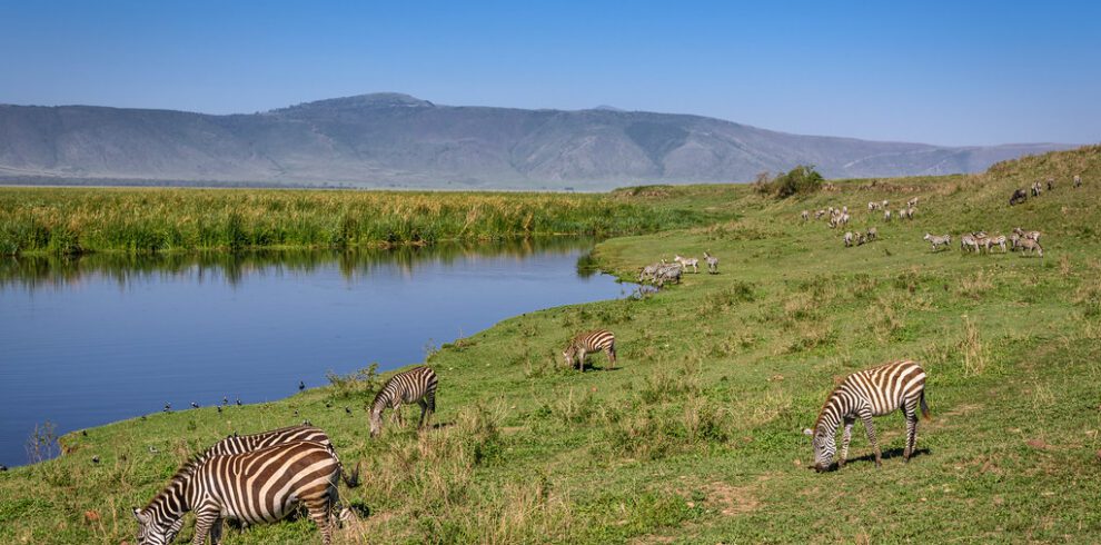 Zebras grazing on hillside beside the hippo pond, Ngorongoro Crater, Tanzania, East Africa