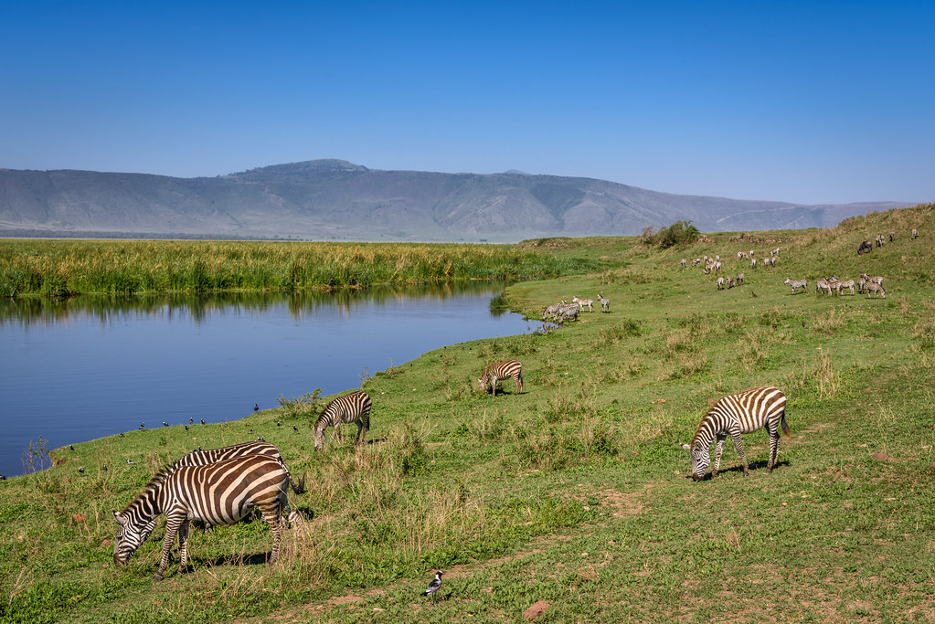 Zebras grazing on hillside beside the hippo pond, Ngorongoro Crater, Tanzania, East Africa