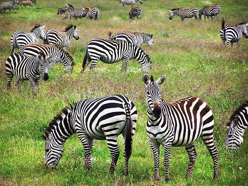 Zebras in Ngorongoro Crater